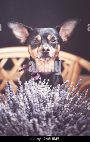Bellissimo cucciolo con un bouquet di fiori di lavanda, guardando la telecamera, il tema della romantica congratulazioni Foto Stock