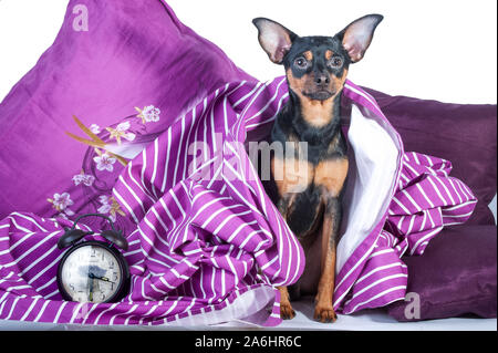 Assonnato cucciolo nel letto avvolto in una coperta. Il concetto di "buongiorno". Puppy in letto la mattina. Toy Terrier Foto Stock
