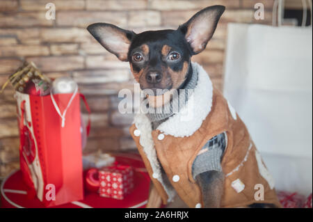 Un cane di piccola taglia, elegantemente vestito in un rivestimento di pelle di pecora e un maglione siede tra il nuovo anno di acquisti Foto Stock