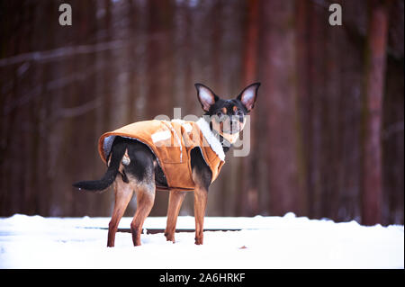 Un cane, un giocattolo terrier, un elegante vestito piccolo cane in montone cappotto, contro lo sfondo dell'inverno. Abbigliamento per cani. Posto per il testo Foto Stock