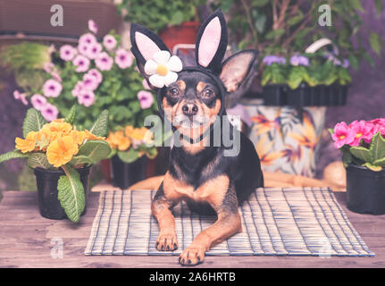 Tema della Pasqua e la primavera, il cane in costume del coniglietto di Pasqua, in un cappello e sciarpa circondato da fiori Foto Stock