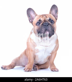 Cane, bella bulldog francese, redhead, isolato perfetto su sfondo bianco. Elevato standard di razza. Cane guarda nella telecamera Foto Stock