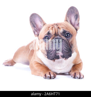 Cane, bella bulldog francese, redhead, isolato perfetto su sfondo bianco. Elevato standard di razza. Il cane si trova e guarda nella telecamera Foto Stock