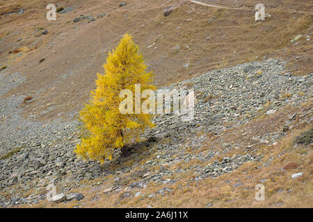 Colorato in giallo larice in autunno sul pendio roccioso. Foto Stock