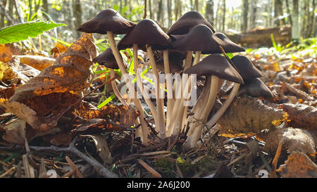 Piccoli funghi crescono nella foresta su un moncone Foto Stock