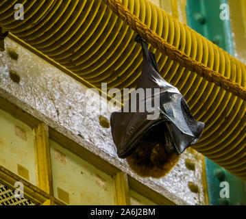 Primo piano di una Rodrigues flying fox appeso a una fune durante il sonno, tropicali mega bat, minacciate specie animale dall'Africa Foto Stock