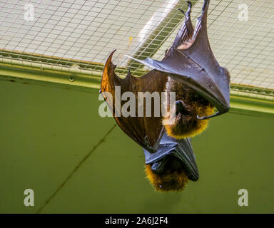 Ritratto di Rodrigues flying fox appesi al soffitto, tropicali mega bat, minacciate specie animale dall'Africa Foto Stock