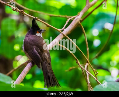 Rosso bulbul whiskered seduto su un ramo di albero in primo piano, nero tropicale crested bird, animali esotici specie provenienti dall Asia Foto Stock