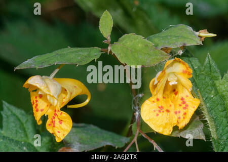 Arancione - la Balsamina Impatiens capensis arancione o Spotted Jewelweed, touch-me-non native del Nord America, introdotta in Europa Foto Stock