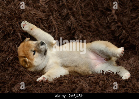 Shiba Inu cucciolo si trova sulla sua schiena Foto Stock