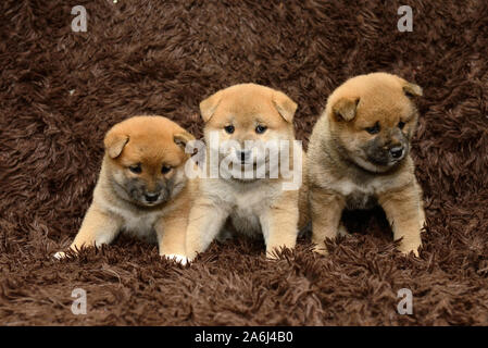 Tre Shiba Inu cuccioli su sfondo marrone Foto Stock