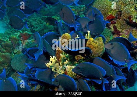 La linguetta blu (Acanthurus coeruleus), alimentando alg dai coralli, scogliera corallina caraibica, Bonaire, Antille olandesi Foto Stock