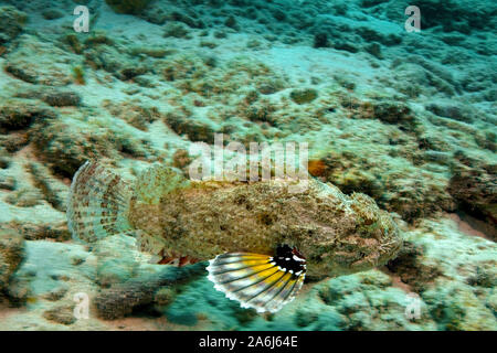 Avvistato scorfani (Scorpaena plumieri), nuoto, Bonaire, Antille olandesi Foto Stock