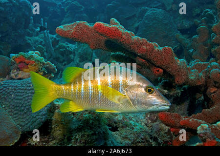 Pedagogo Snapper (Lutjanus apodus), che si nasconde sotto una spugna, Bonaire, Antille olandesi Foto Stock