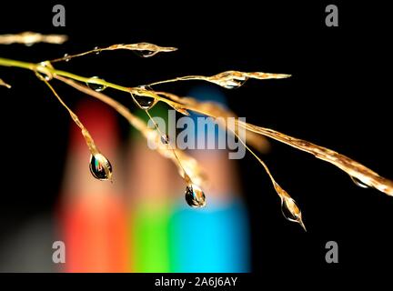 Una macro ritratto di una lama di erba con più gocce di rugiada appeso. In goccioline di acqua la riflessione di un po' di colore le matite sono visibili. Foto Stock