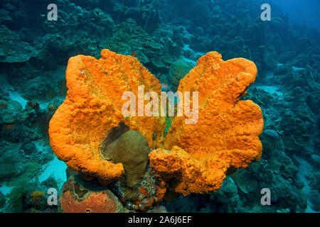 A orecchio di elefante (spugna Agelas clathrodes), Bonaire, Antille olandesi Foto Stock