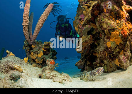 Scuba Diver, sabbia subacqueo, Synodus intermedius, Lizardfish, Synodontidae, Bonaire, Antille olandesi, Antille, Mar dei Caraibi Caraibi Foto Stock