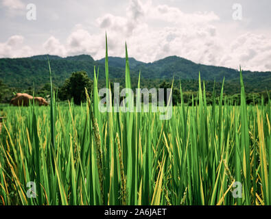 Un contatto ravvicinato e personale con un risone a Chiang Mai, Thailandia. Foto Stock