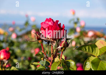 Rosso testa di rose con boccioli close-up su uno sfondo sfocato delle montagne e del cielo. Issyk-Kul Foto Stock