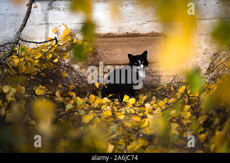 Un mongrel gatto in una giornata autunnale Foto Stock