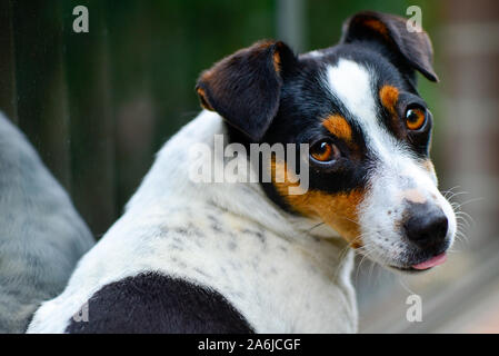 Carino Jack Russell i capelli corti e gamba corta bianco nero e marrone e dog sitter e cercando e girando intorno alla linguetta parzialmente fuori Foto Stock