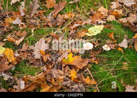 L'autunno è in piena fioritura e mostra i suoi magnifici colori luminosi Foto Stock