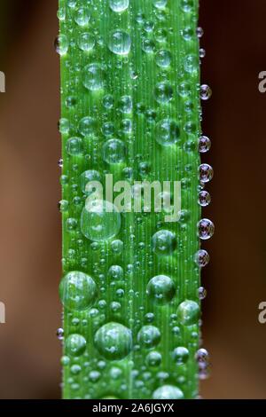 Una macro ritratto di gocce di acqua in diverse dimensioni su un filo d'erba. Sembra che un ingorgo nella natura. Foto Stock