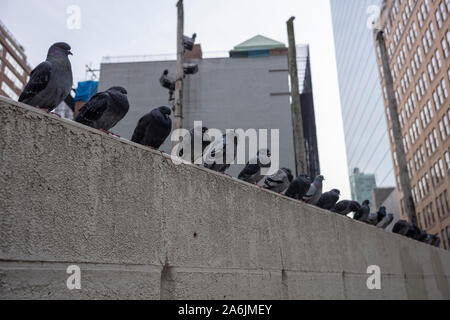Un branco di piccioni si appoggiano su una parete in una New York City angolo di strada, formando una linea retta. Foto Stock