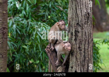 Due scimmie giocando sul ramo di albero nella foresta che mostra emozioni da altre scimmie Parco Nazionale di Sanjay Gandhi Mumbai India Maharashtra. Foto Stock