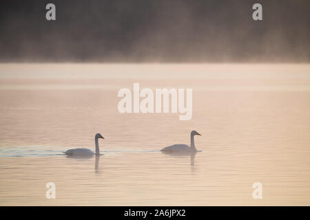 Due cigni whooper, Cygnus Cygnus, nuoto nella foschia mattutina luce, Loch Leven Riserva Naturale Nazionale, Scotland, Regno Unito. Foto Stock