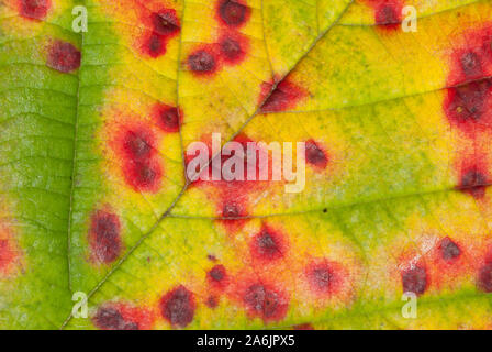 Vista astratta di coloratissimi bamble foglia (Rubus fruticosus) in autunno, Scotland, Regno Unito. Foto Stock