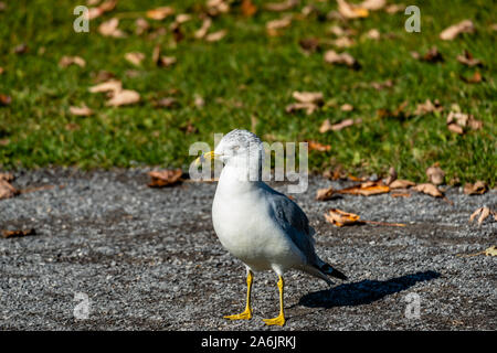 Seagull stare sull'erba Foto Stock