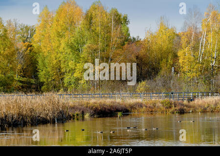 Passeggiata sul lago e palude alla Sackville Waterfowl Park di Sackville, New Brunswick, Canada. Foto Stock