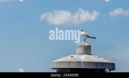 Seagull permanente sulla rotonda bollard dock con cielo blu e nuvole in background Foto Stock