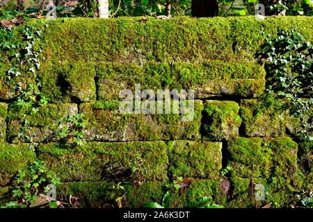 Muro di pietra,coperta di verde muschio,Derbyshire,l'Inghilterra,UK Foto Stock