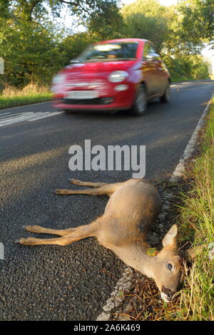 Cervi morti sulla strada del paese nel Devon colpito dal veicolo Foto Stock