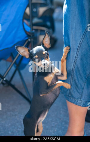 Molto carino Praga Ratter sul dog show Foto Stock