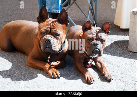 Cane di Chongqing, Cinese cane razza a dog show, foto di due cani di rosso. Foto Stock