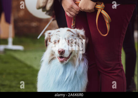 Esposizione di cani pastore australiano con il proprietario Foto Stock
