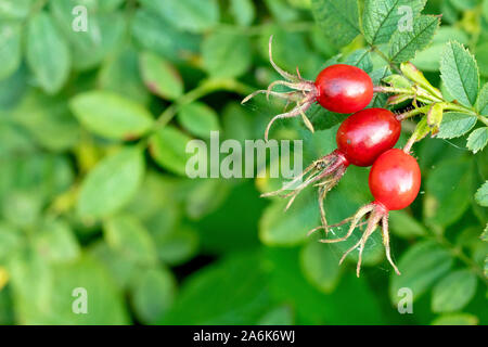 Sweet Briar (Rosa rubiginosa), noto anche come Eglantine o Apple al profumo di rose, in prossimità dei fianchi di sviluppo sulla boccola, i sepali ancora attaccato. Foto Stock