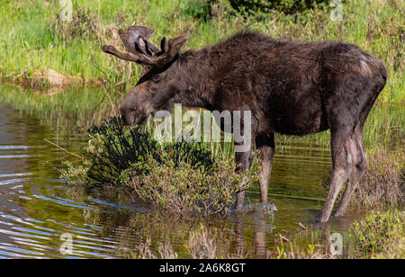 Una Bull Moose con corna di velluto in una zona umida prateria in Colorado Foto Stock