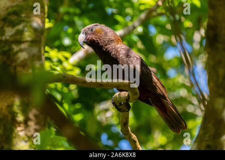 Un bellissimo uccello Kaka nella foresta di Nuova Zelanda Foto Stock