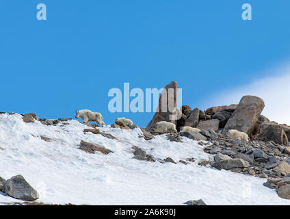 Una montagna armento di capra il roaming la montagna Foto Stock