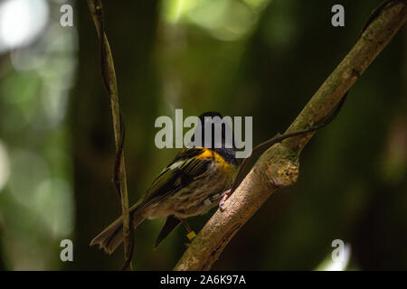 Una rara Stitchbird nell'isola di Stewart, Nuova Zelanda Foto Stock