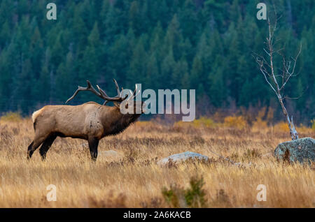 Un grande Bull Elk Bugling durante la caduta Rut Foto Stock