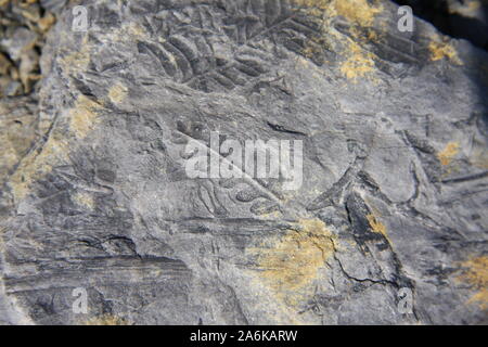 Fossile di ardesia in un sol pezzo Foto Stock