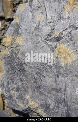 Fossile di ardesia in un sol pezzo Foto Stock