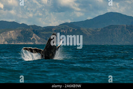Un Humpback Whale gioiosamente saltando fuori dell'oceano Foto Stock