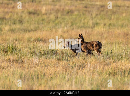 Mule Deer Fawn gemelli in un campo in primavera Foto Stock