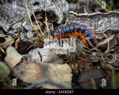 Caterpillar nel suo ambiente naturale. Foto Stock